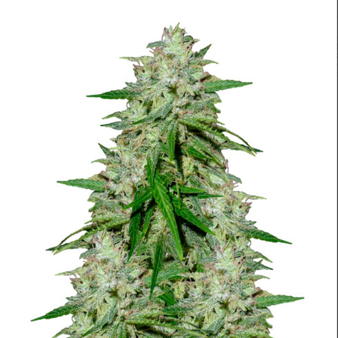 Flying Dutchmen - Dame Blanche