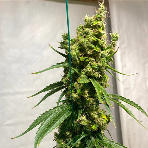 Original Dampkring Genetics - Isaac Haze