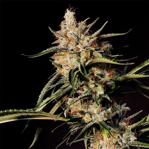 Original Dampkring Genetics - New jack City