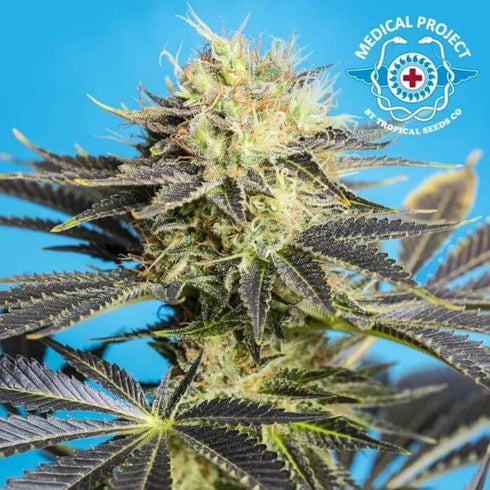 Tropical Seeds - Dandy Dance CBD