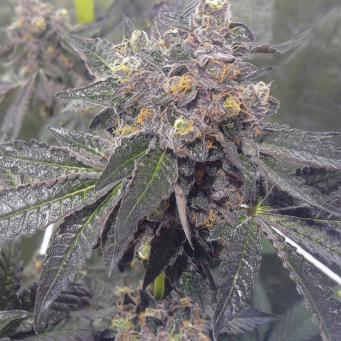 Dank Genetics - Dank Sherbert