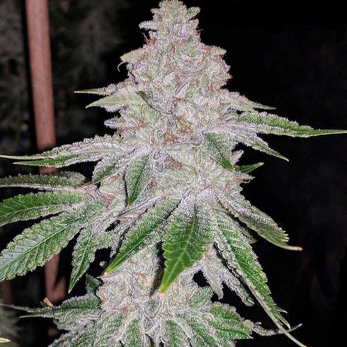 Dank Genetics - Fresh Orange