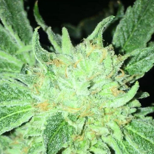 DankHunters Seed Co. - ODV-Z