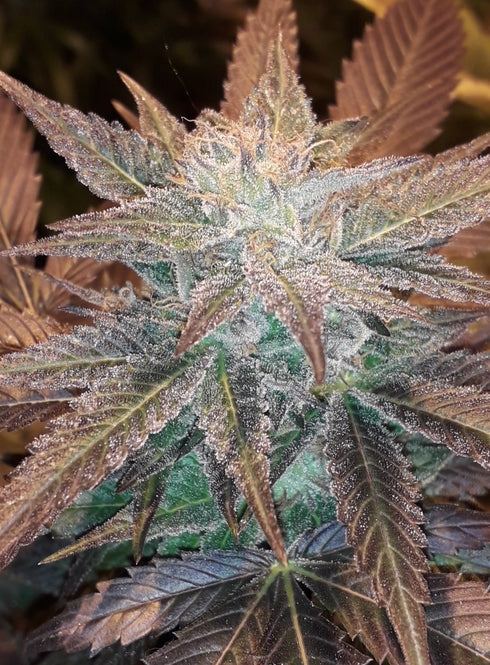 Lineage Genetics - Dark Chocolate