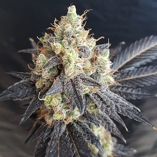 Lineage Genetics - Dark Chocolate