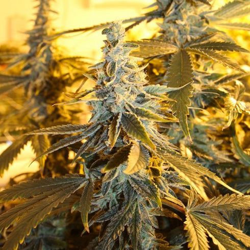 Dark Horse Genetics - Orange Blossom Fizz