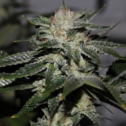 Dark Horse Genetics - Original Bruce Banner
