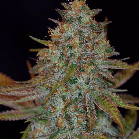 Subcool Seeds/TGA Genetics - Dawggone Sour
