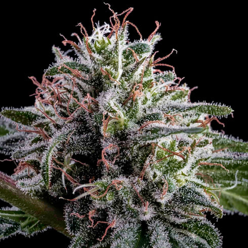Subcool Seeds/TGA Genetics - Dead Lights CBD