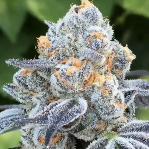 BC Bud Depot - Death Scout