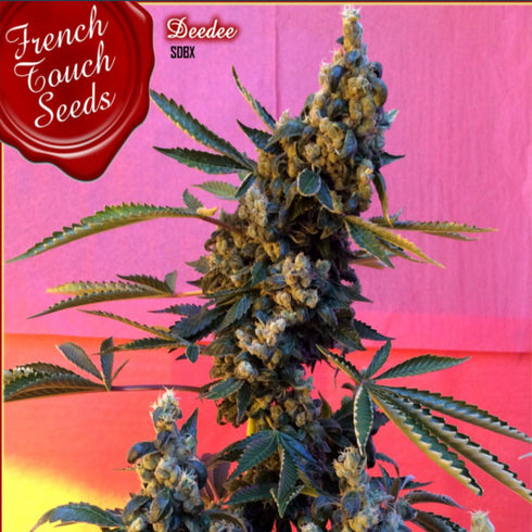 French Touch Seeds - Deedee BX1