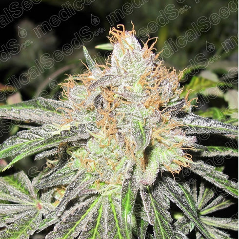 Medical Seeds - Deep Neville