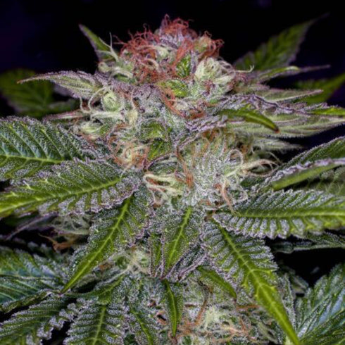 Subcool Seeds/TGA Genetics - Deep Purple