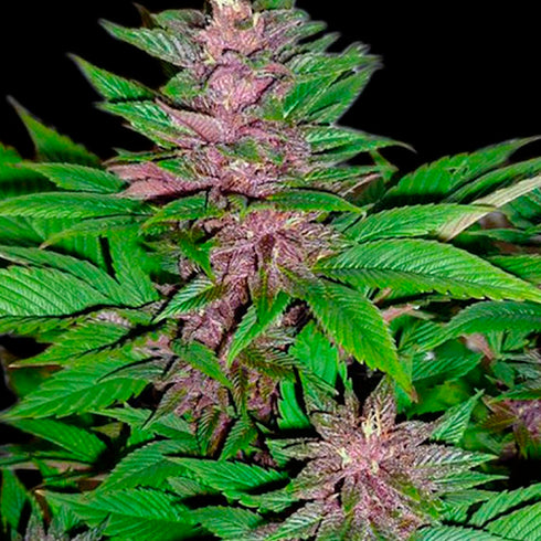 Cannabiogen - Peyote Purple