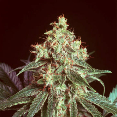 Mr Nice Seedbank - Devil