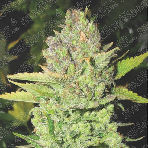 Medical Seeds - Devil Fruit
