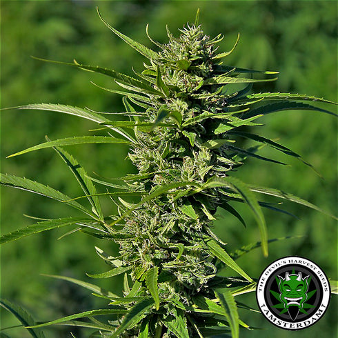 Devils Harvest Seeds - Golden Haze