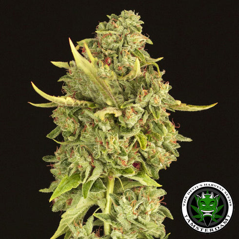 Devils Harvest Seeds - Hell's Bells
