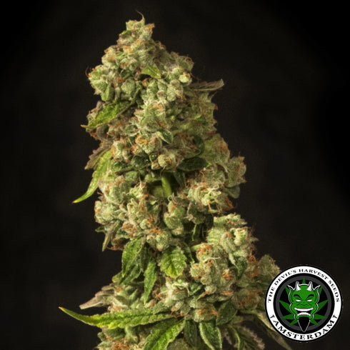 Devils Harvest Seeds - John Doe