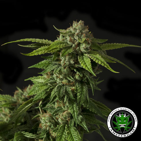 Devils Harvest Seeds - Khufu