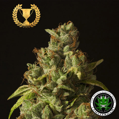 Devils Harvest Seeds - Rollex OG Kush