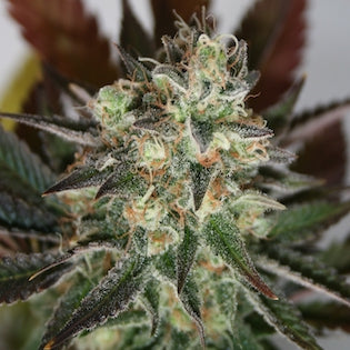 Lineage Genetics - Devil's Mango