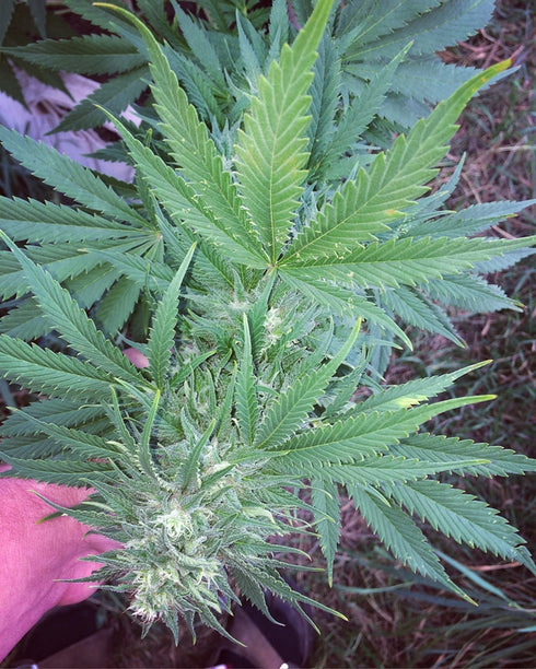 Dankonomics Genetics - Bananaquin