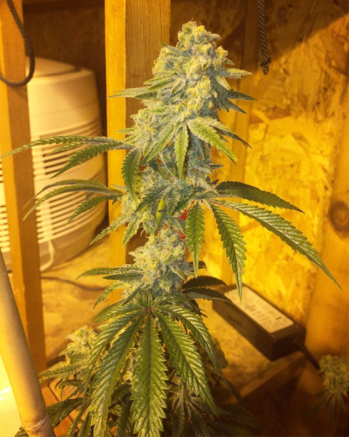 Dankonomics Genetics - Tooth Wreck