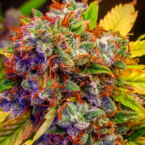 BSB Genetics - Diablo XL Auto