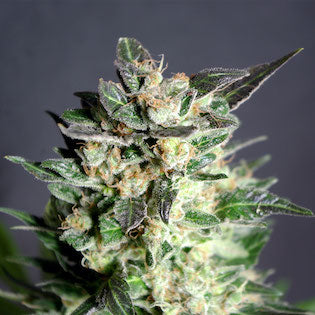 Kannabia Seeds - Diesel Glue