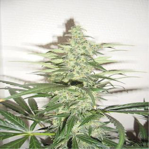Flash Seeds - Diesel Haze Autoflowering