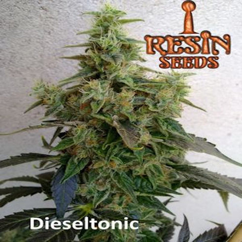 Resin Seeds - Dieseltonic
