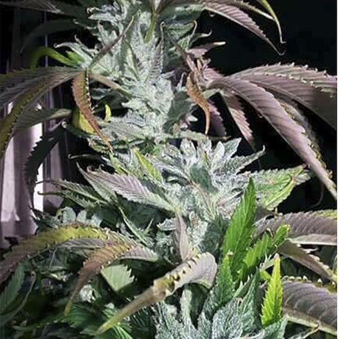 Digital Genetics - Digital Dream