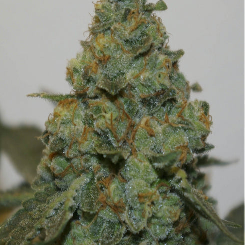 Digital Genetics - Digital Gorilla