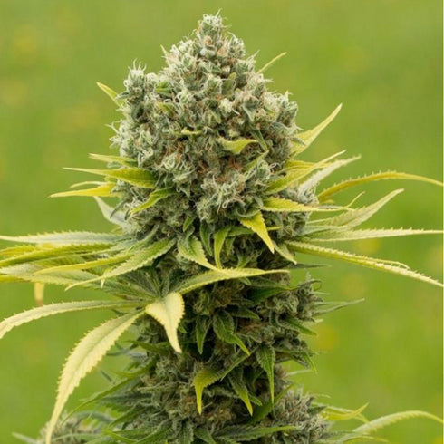 Dinafem Seeds - Dinamed CBD Plus
