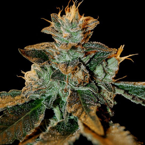 DNA Genetics - Cataract Kush