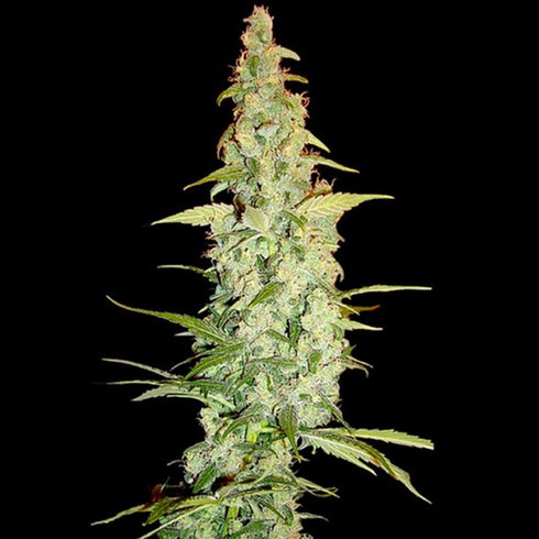 Reserva Privada - Cole Train