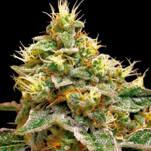 Reserva Privada - Confidential Cheese