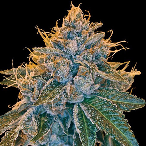 Reserva Privada - Kosher Kush