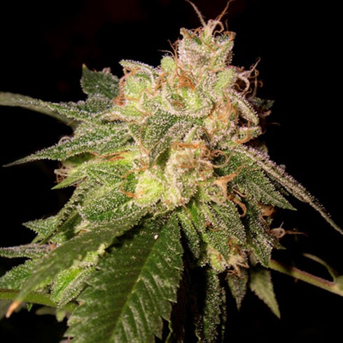 Reserva Privada - OG Kush