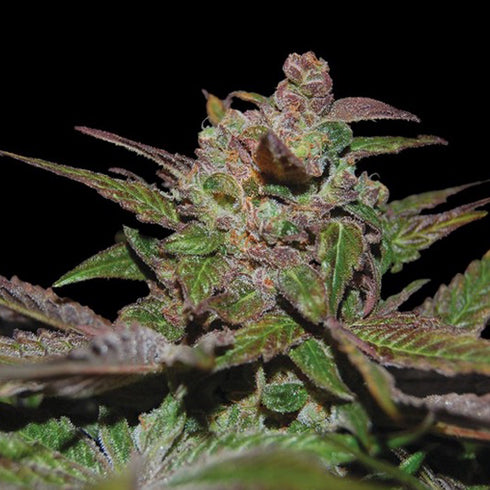 Reserva Privada - Purple Wreck