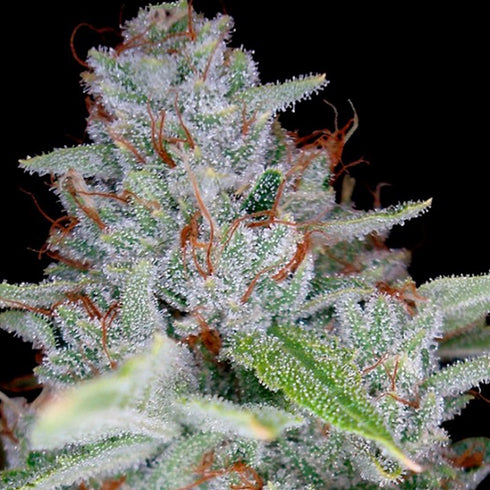 Reserva Privada - Skywalker Kush