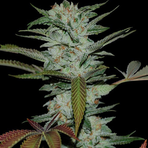 Reserva Privada - Sour Kush (aka Headband)