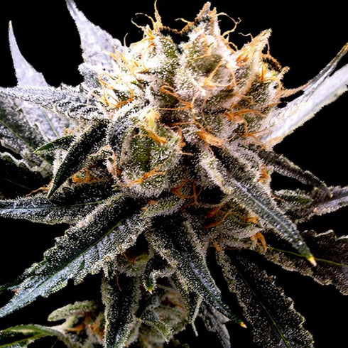 Reserva Privada - Sour Tangie