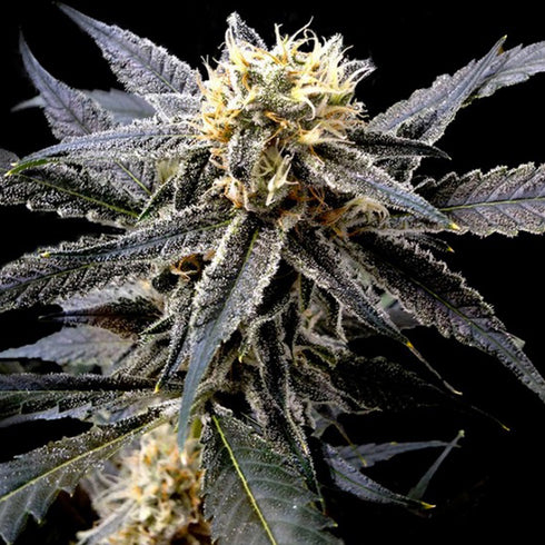 Reserva Privada - Strawberry Banana