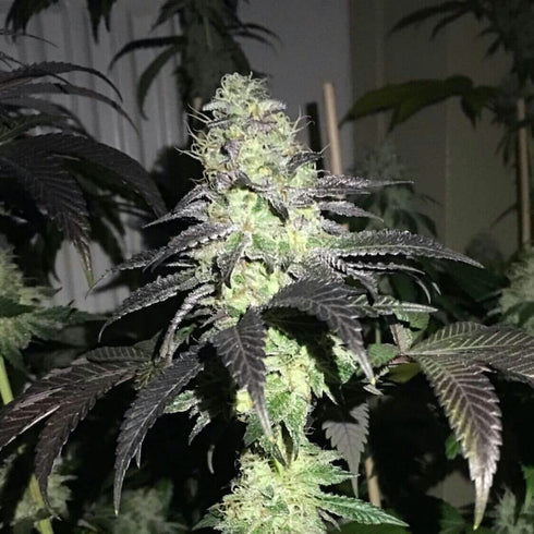 Pheno Finder Seeds - Dos Z Dos