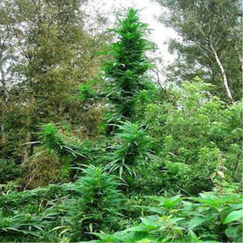 Flash Seeds - Doctor Shiva SuperAuto