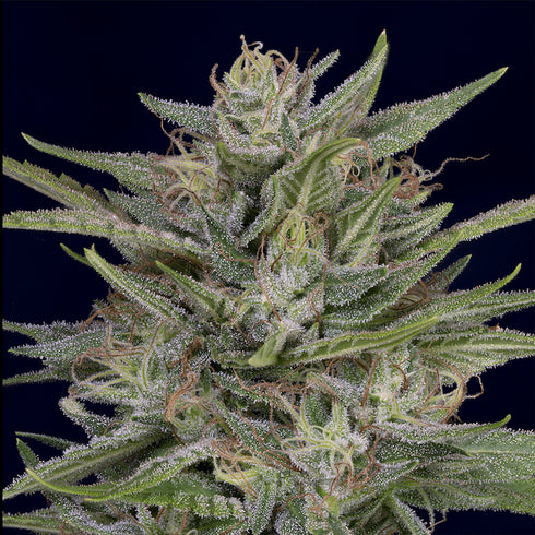 Don Avalanche Seeds - Don AK