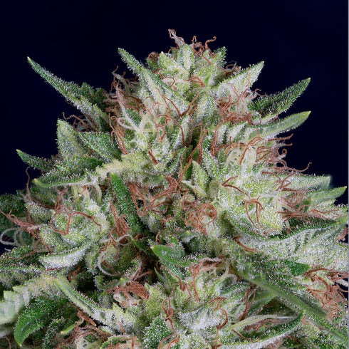 Don Avalanche Seeds - Don AK Auto