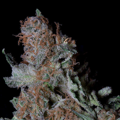 Don Avalanche Seeds - Don Blueberry Cookies
